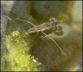 Wasserl�ufer: 24.05.2003