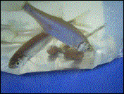 Moderlieschen: 02.05.2003