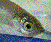 Moderlieschen: 02.05.2003