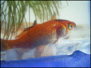 Goldfische: 02.05.2003