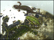 Wasserfrosch und Teichmolche: 25.05.2003