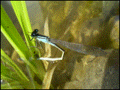 Libelle klein: 15.06.2003