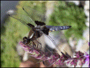 Libelle gross: 22.06.2003