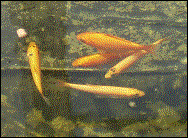 2 Goldfische, 3 Goldorfen: 19.06.2003