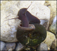 Posthornschnecke: 25.06.2003