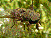 Hornisse ?: 29.06.2003