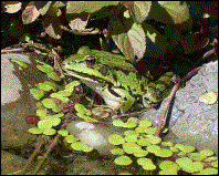 Wasserfrosch: 11.07.2003